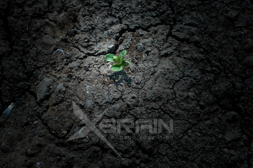 alpha brain instant optimize