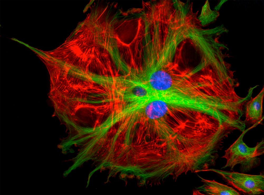 shutterstock 718312030