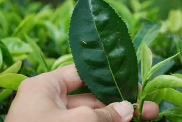 Green tea leaf 1190 jpg