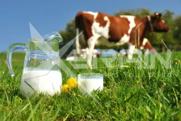 micellar casein from cows 2174 jpg